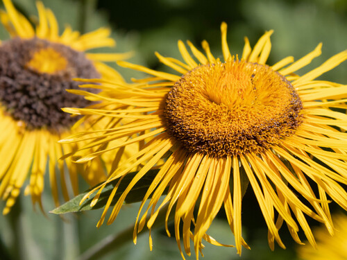 Yellow Oxeye