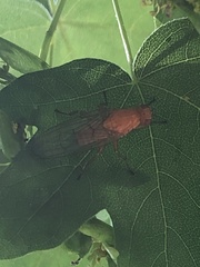 Dryomyzidae