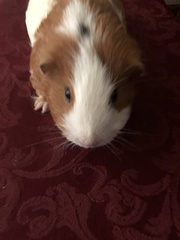 Cavia