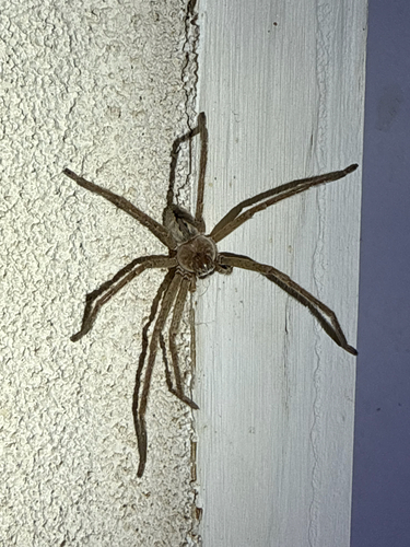 Giant Crab Spider