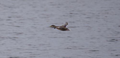Mallard