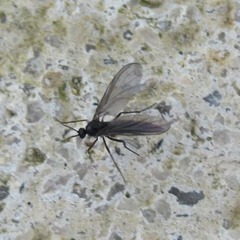 Insecta