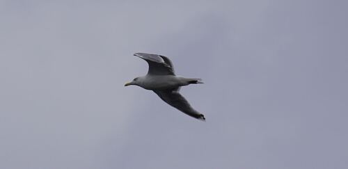 European Herring Gull