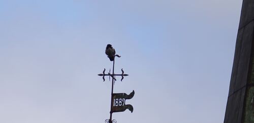 Hooded Crow