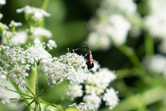 Adela australis