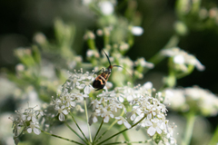 Adela australis