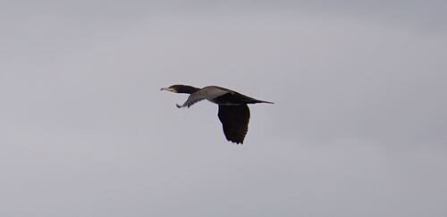 Great Cormorant