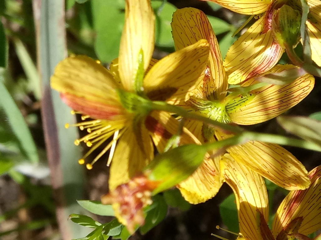 Hypericum australe (Hypericum australe)