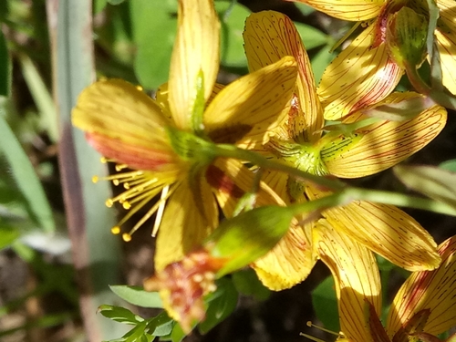 Hypericum australe (Hypericum australe)