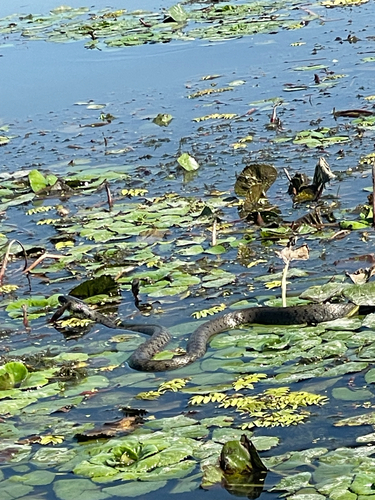 grass snake