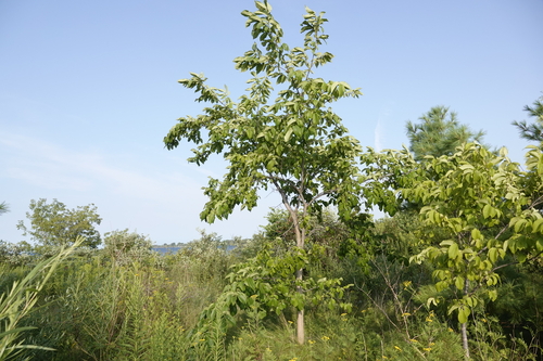 Ulmus rubra, photograph 6