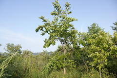 Ulmus rubra, photograph (c) Paul Prior, some rights reserved (CC BY)