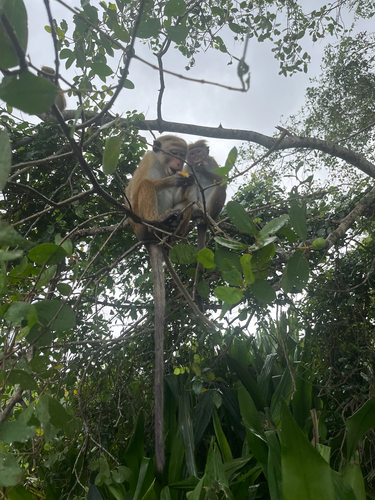 Toque Macaque