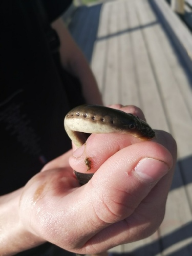 Siberian brook lamprey (Lethenteron kessleri) — Petromyzontidae — 5