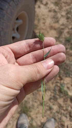 Eremopyrum orientale, photograph 3
