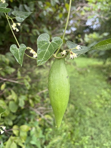 honey-vine climbing milkweed