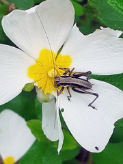 Pholidoptera griseoaptera