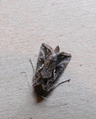 Autographa precationis