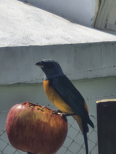 Blue-and-yellow Tanager