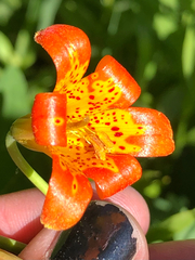 Lilium parvum