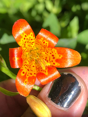 Lilium parvum, photograph (c) Kyle Elshoff, some rights reserved (CC BY)