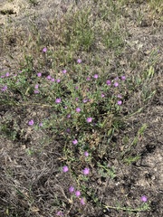 Eremalche parryi kernensis