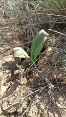 Allium protensum, photograph (c) ivansemenkov, some rights reserved (CC BY)