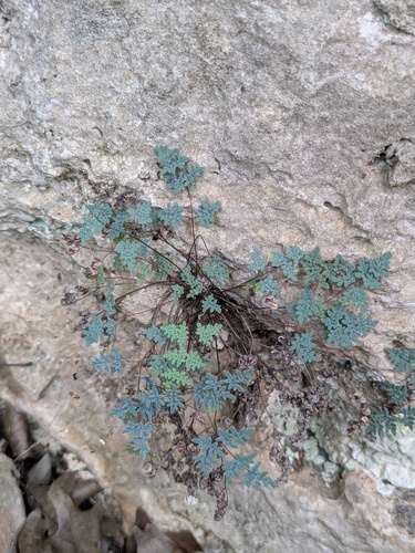 Argyrochosma dealbata observed 2026-08-16