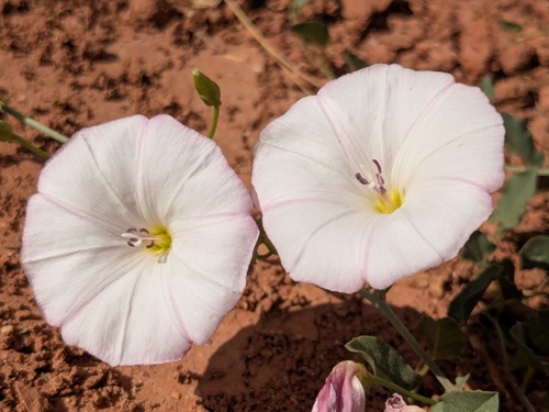 field bindweed