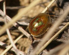 Cassida subreticulata