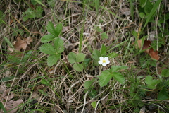 Fragaria vesca