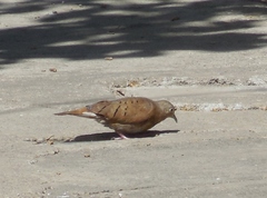 Columbina talpacoti