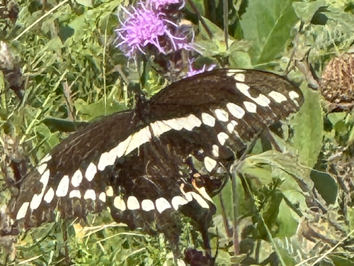 Eastern Giant Swallowtail