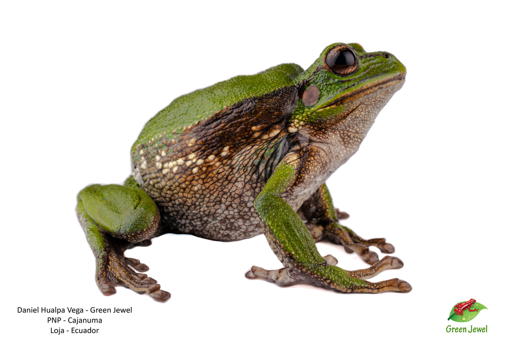 Elicio's Marsupial Frog