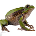 Gastrotheca elicioi - Photo (c) Green Jewel, some rights reserved (CC BY-NC), uploaded by Green Jewel