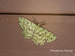 Ophthalmitis herbidaria