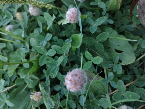 Strawberry clover