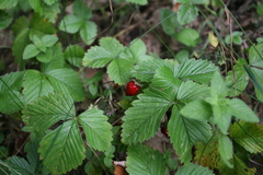 Fragaria vesca