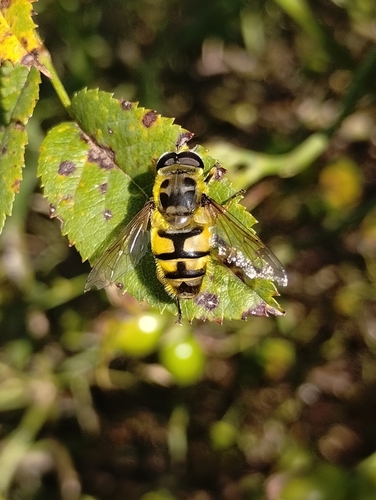 Yellow-haired Sun Fly