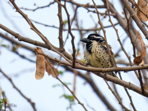 iNaturalist image