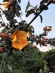 Fremontodendron