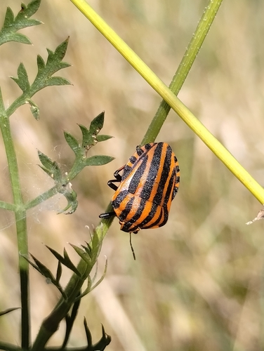 Continental Striped Shield Bug