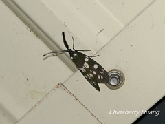 Eterusia aedea formosana