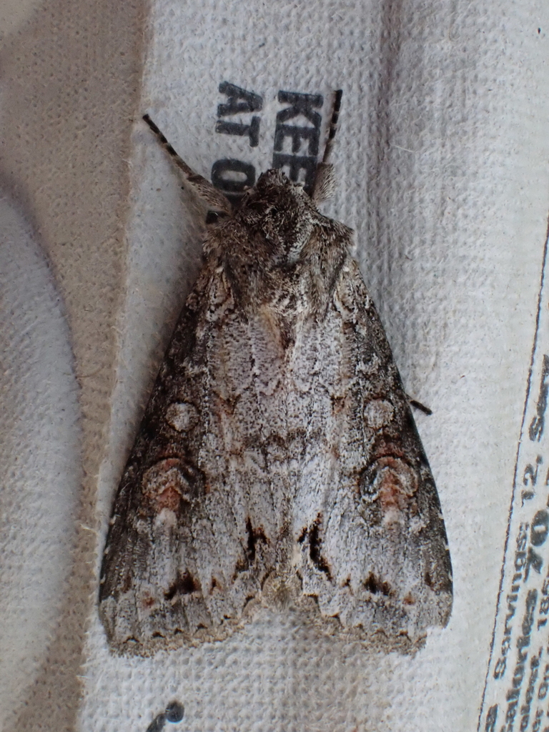 Purple Arches Moth