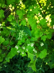 Anthriscus sylvestris