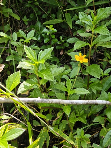 Trailing Daisy