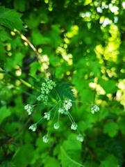 Anthriscus sylvestris