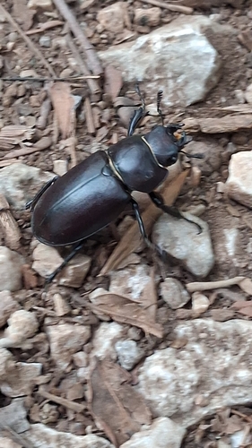 Lucanus tetraodon