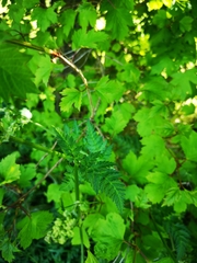 Anthriscus sylvestris