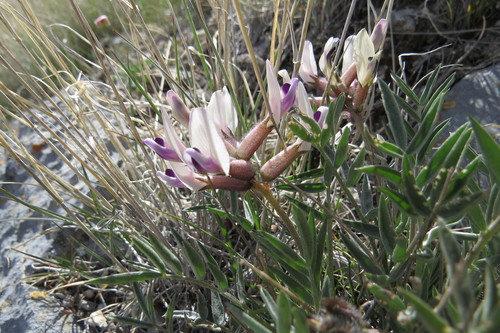 Eureka milkvetch (Astragalus eurekensis)